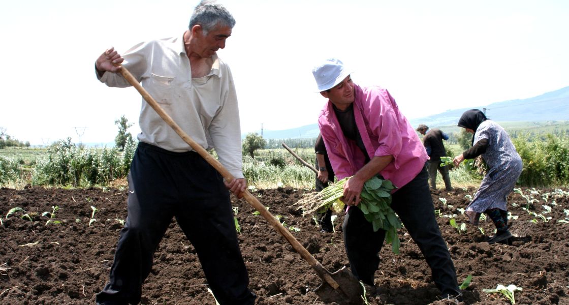 Gruppe Kleinbauern, die Jungpflanzen in den Boden einbringen