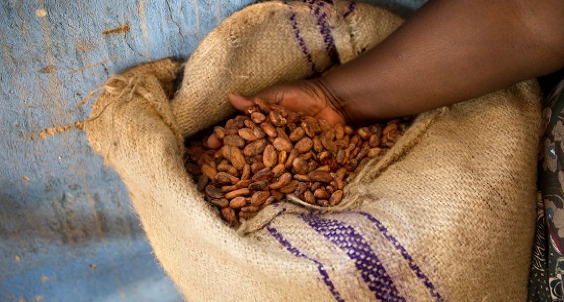 Eine Hand scheffelt Kakaobohnen in einem Jutesack