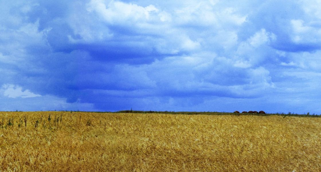 Reifes Getreidefeld vor blauem Himmel