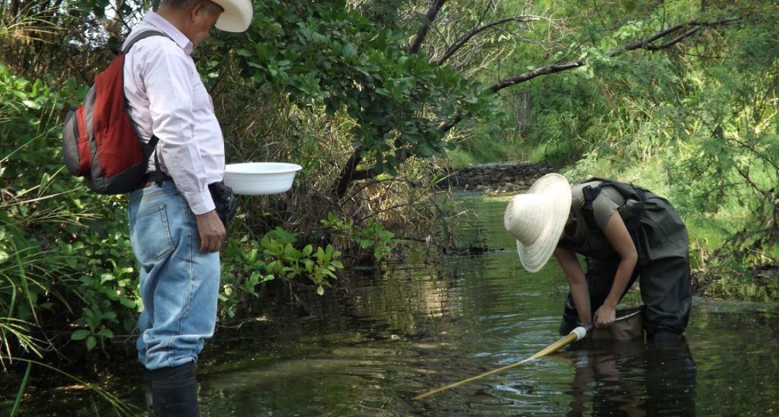 2 Männer mit Hüten stehen in einem Fluss und fischen etwas mit dem Kescher heraus..