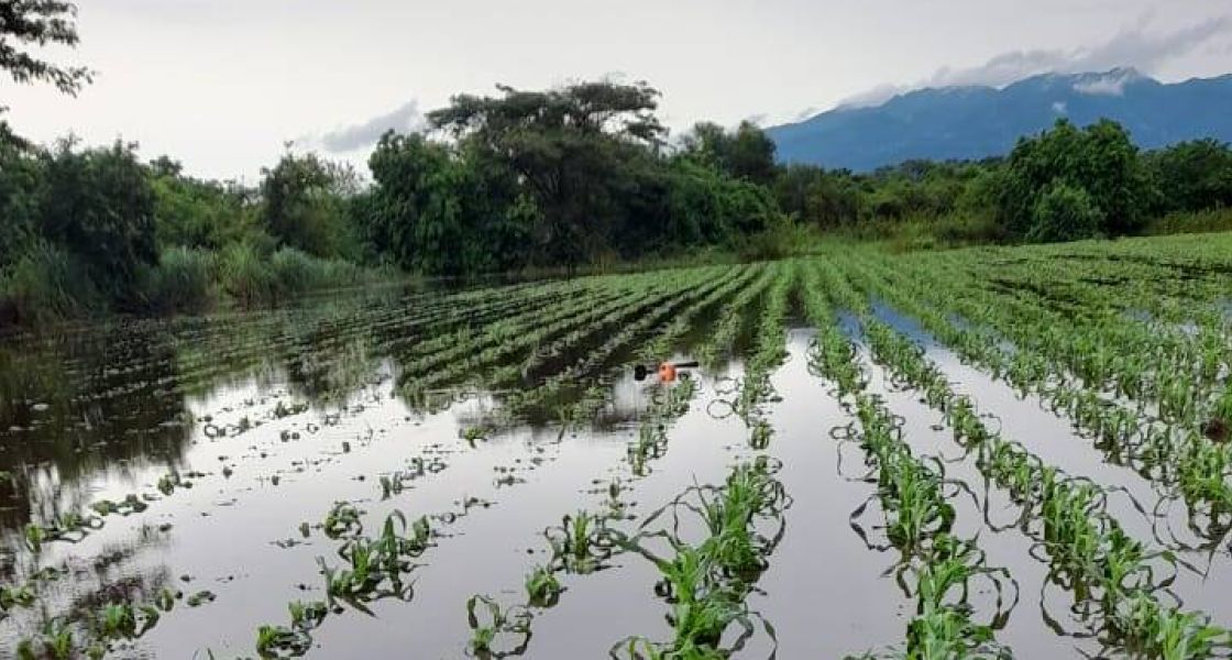kleine Maispflanzen stehen im Wasser