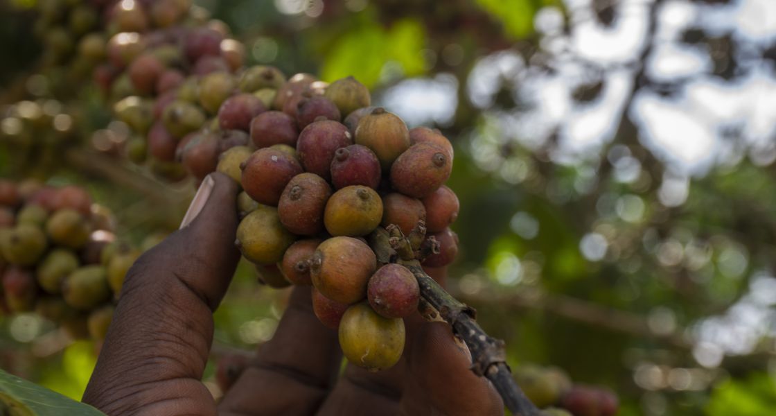 Eine Hand hält einen Zweig mit Kaffeebohnen