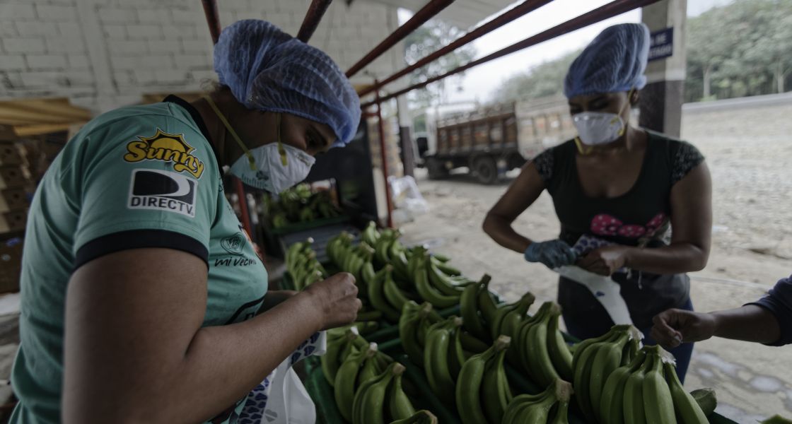 Zwei Frauen sortieren Bananen