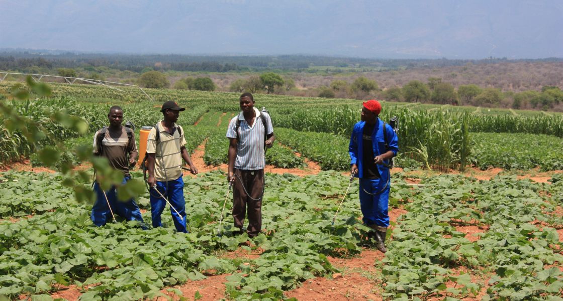 Vier Männer in Altagskleidung sprühen Chemikalien auf ein Feld