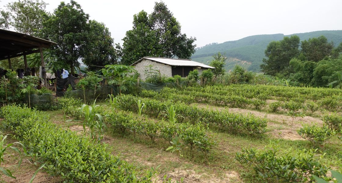 Beete mit Teepflanzen, im Hintergrund ein Haus und Berge