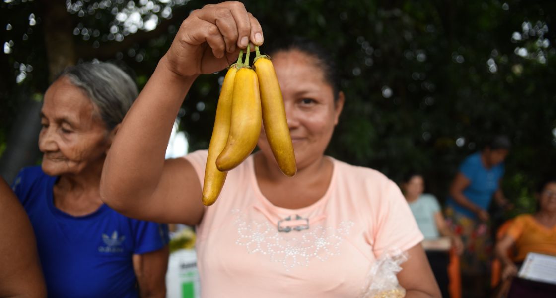 Eine salvadorianische Kleinbäuerin hält frisch geerntete gelbe Auberginen in die Höhe