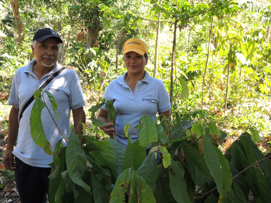 Mann und Frau vor einer Kakaopflanze