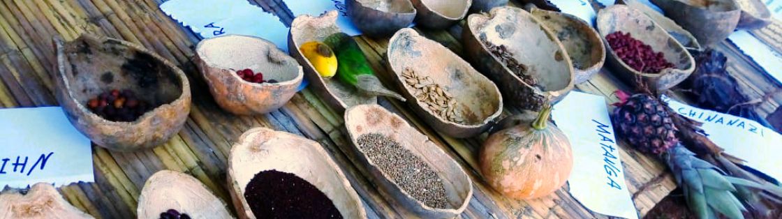 alte Kokosnüsse in zwei Teile aufgeschnitten und als Schalen verwendet für Saatgut