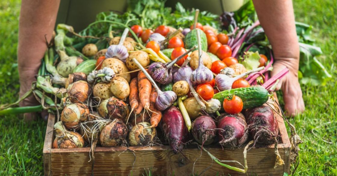 frisch geerntetes Gemüse im Garten