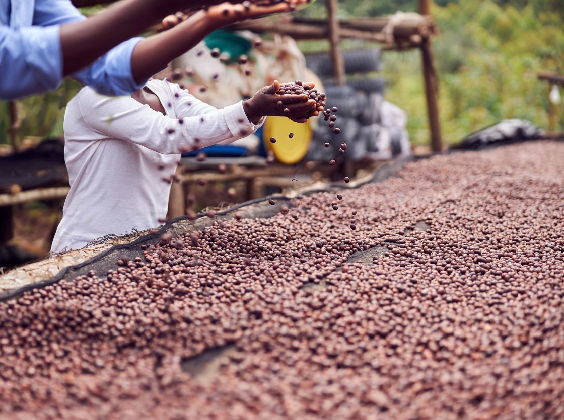 Ein Mann und eine Frau, die Kaffeebohnen durch ihre Hände rieseln lassen auf eine große 