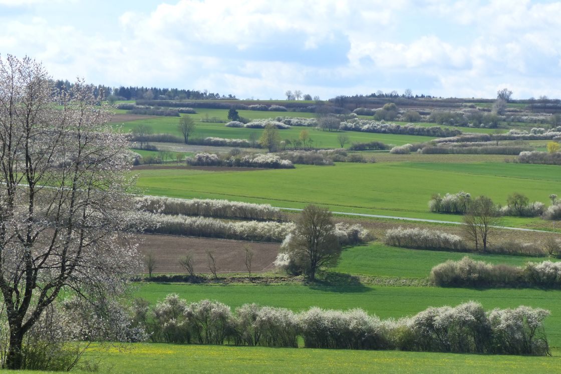 Landschaft mit grünen Feldern und weißblühenden Hecken dazwischen