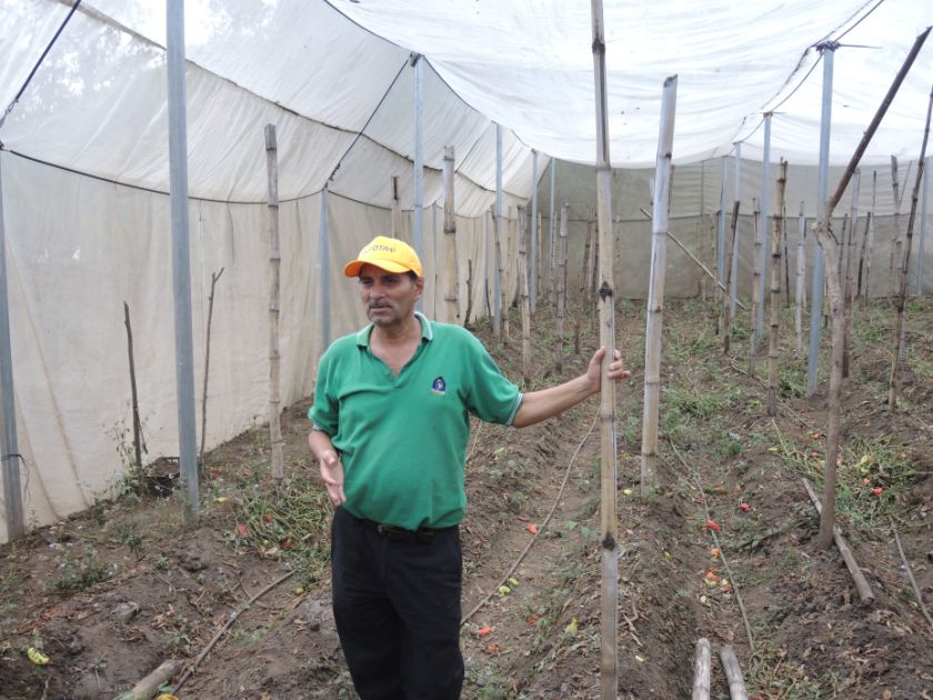 Ein Mann in grünem Shirt und gelbem Käppi steht in einem Gewächshaus