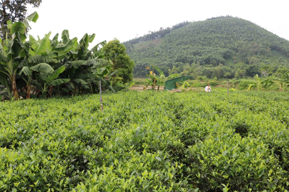 eine Teeplantage vor einem Berg