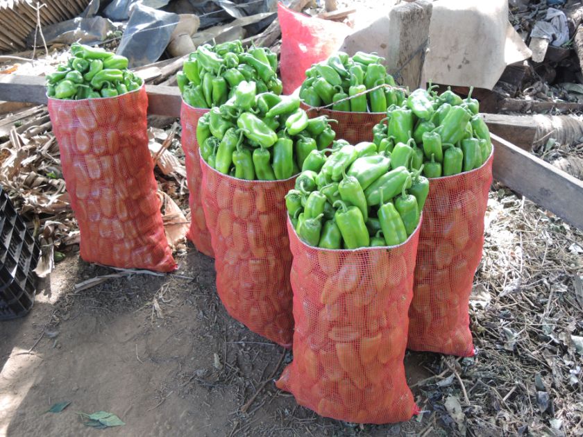 viele grüne Paprikas in roten Netzen aufgestellt