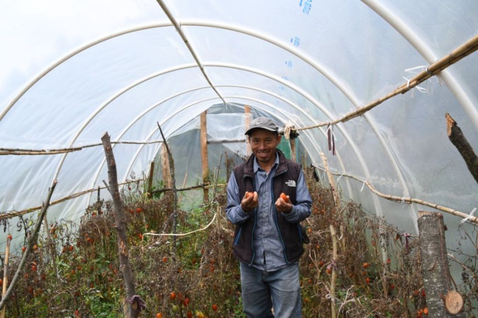 Ein MAnn hält 2 Tomaten in seinen Händen und steht in einem Gewächshaus mit vielen Tomatenpflanzen
