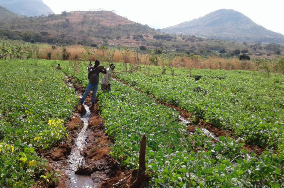 Zwei Männer überprüfen zwei kleine Wasserkanäle, die durch ein grünes Feld führen