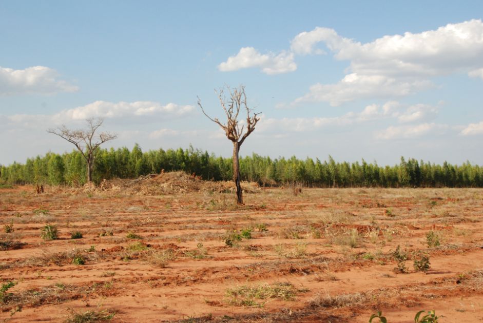 Ein vertrockneter Baum steht auf einem trockenen Feld, dahinter Bäumei