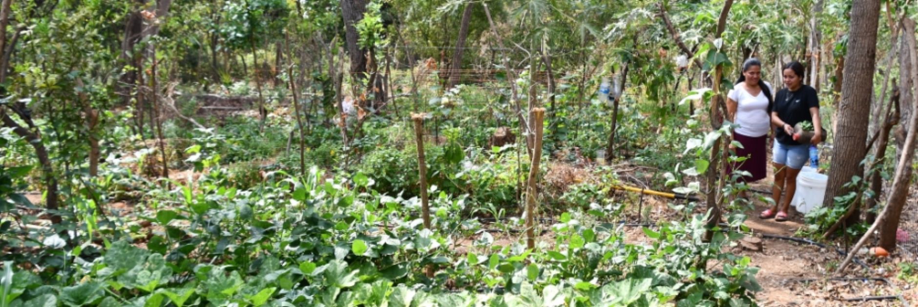 Ein Gemüsegarten und zwei Frauen