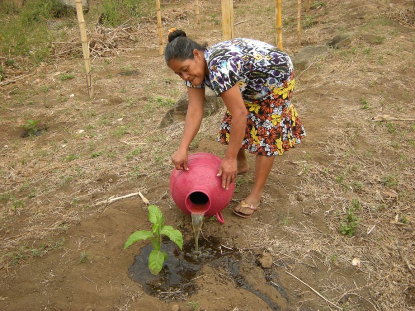 Eine Frau gießt ein kleines Pflänzchen mit einem roten Krug