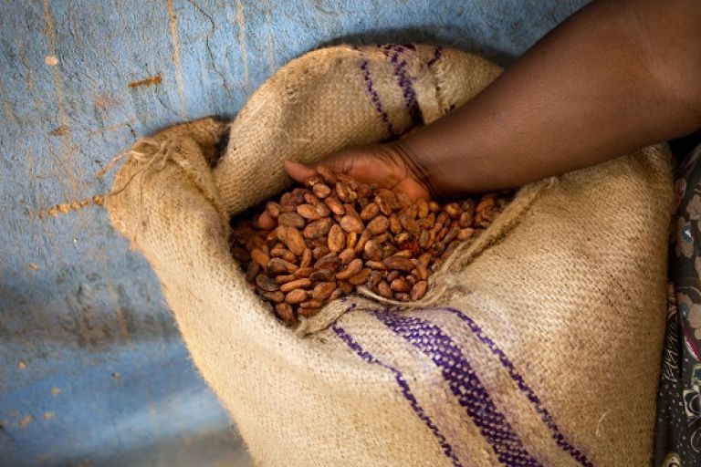 Eine Hand scheffelt Kakaobohnen in einem Jutesack