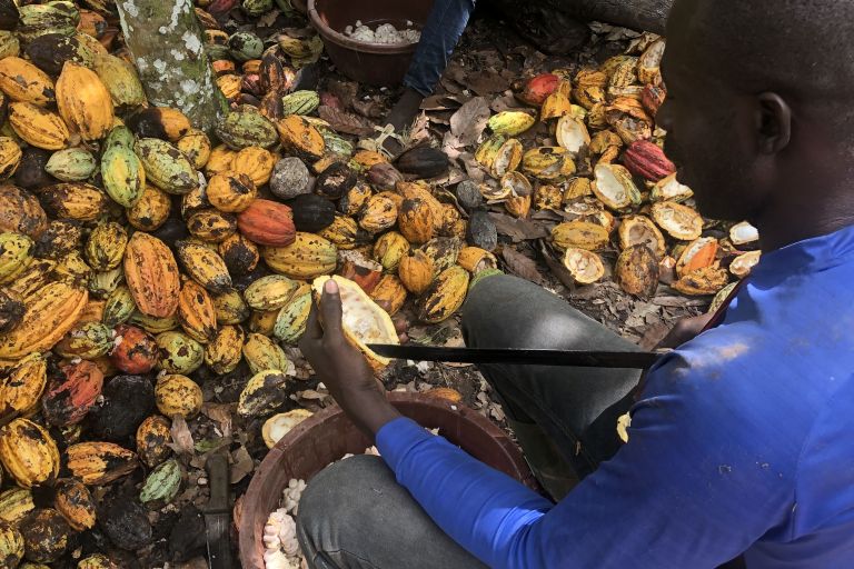 Ein Mann entkernt im Sitzen eine Kakaoschote