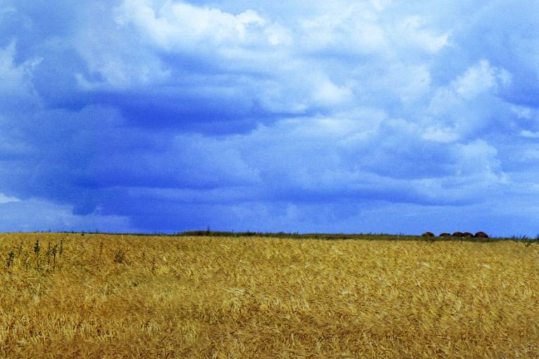 Reifes Getreidefeld vor blauem Himmel