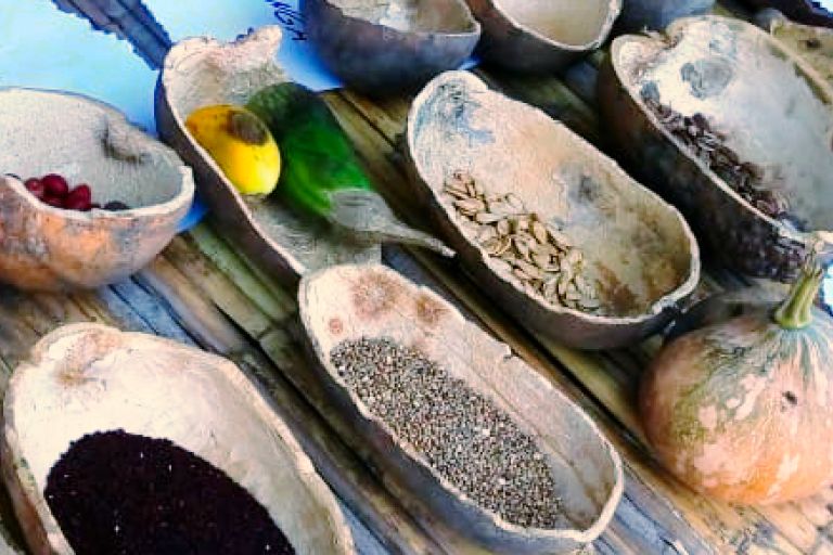 alte Kokosnüsse in zwei Teile aufgeschnitten und als Schalen verwendet für Saatgut