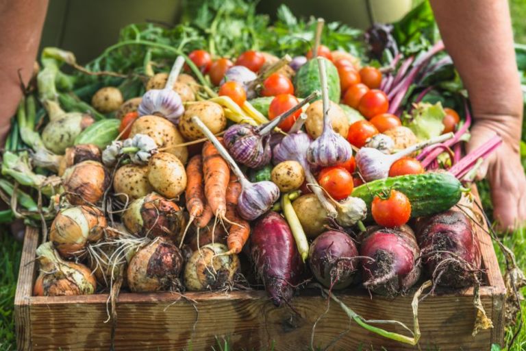 frisch geerntetes Gemüse im Garten
