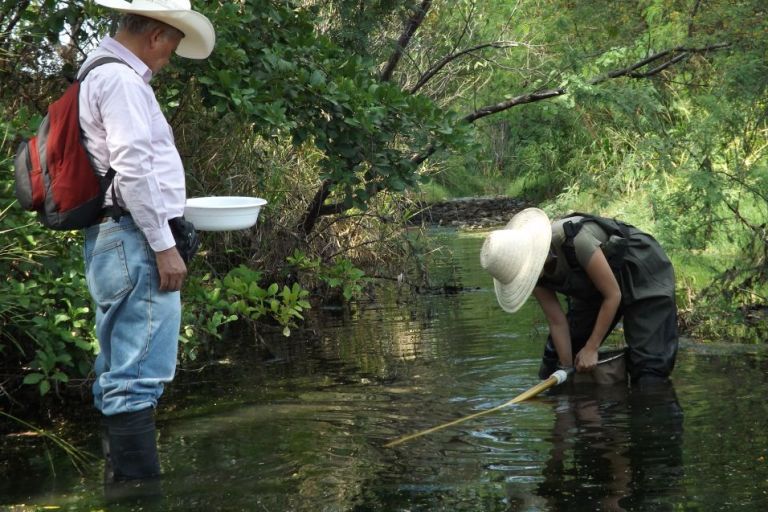 2 Männer mit Hüten stehen in einem Fluss und fischen etwas mit dem Kescher heraus..