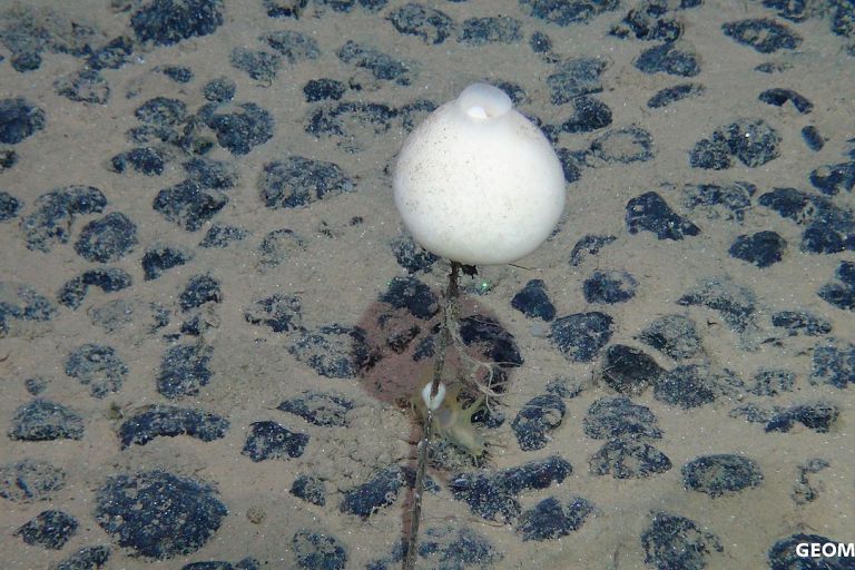 ein weißer Ballon auf einem Stengel inmitten von schwarzen Steinen von Sand umgeben