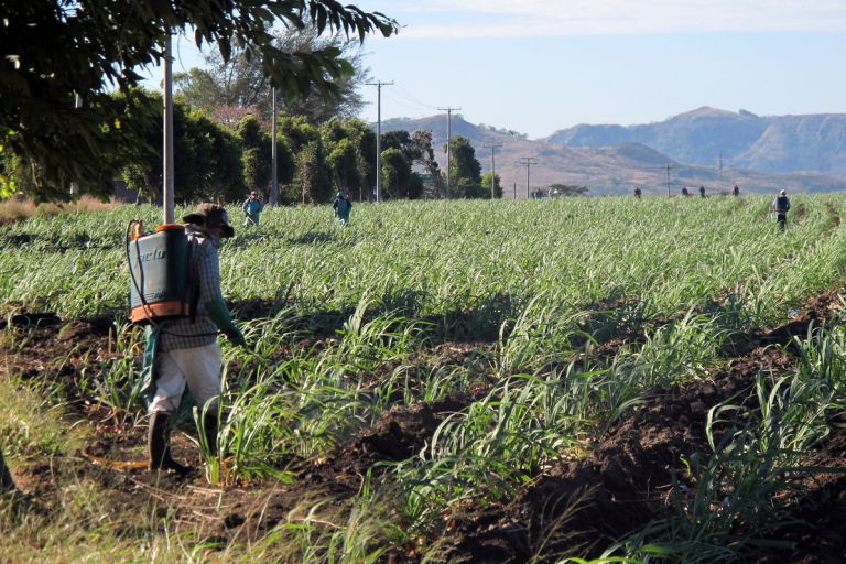 Ein Mann hat einen Tank auf dem Rücken geschnallt und spritzt eine Flüssigkeit aus dem Tank auf das vor ihm liegende Feld mit grünen Pflanzen