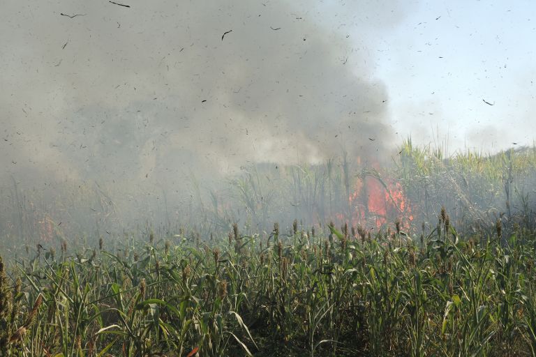 Ein Feuer und sehr viel Qualm über einem Zuckerrohrfeld