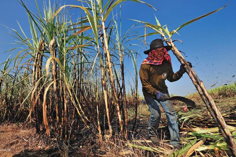 Ein Mann mit Hut und Handschuhen und einer Machete in der Hand nachdem er ein Zuckerrohr abgeschnitten hat