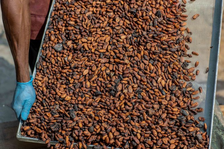 Kakaobohnen auf einem Blech