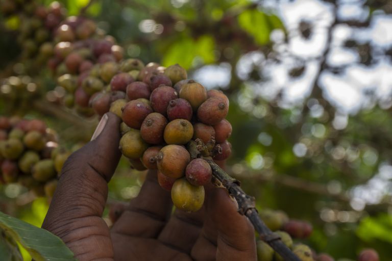 Eine Hand hält einen Zweig mit Kaffeebohnen
