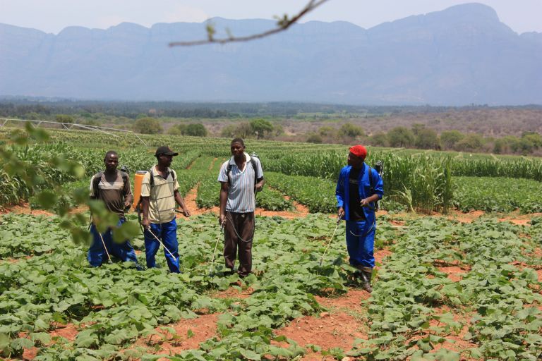Vier Männer in Altagskleidung sprühen Chemikalien auf ein Feld