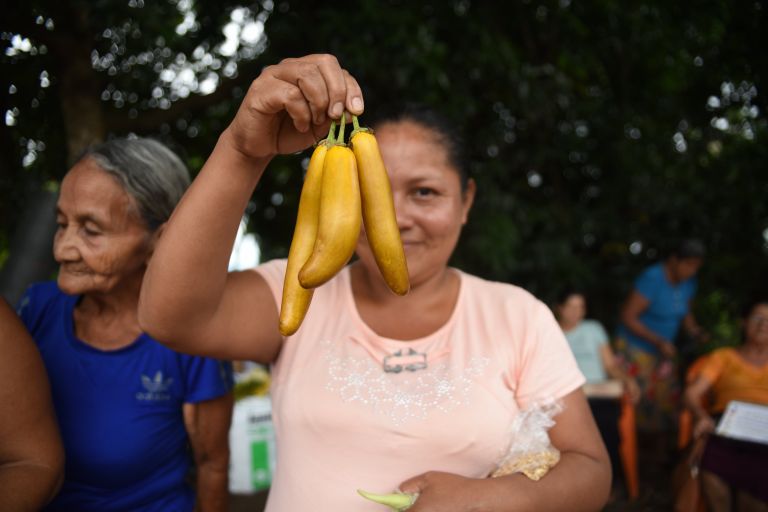 Eine salvadorianische Kleinbäuerin hält frisch geerntete gelbe Auberginen in die Höhe