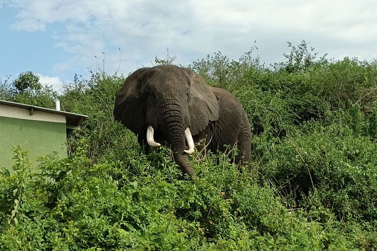 Ein Elefant steht in grüner Vegetation 